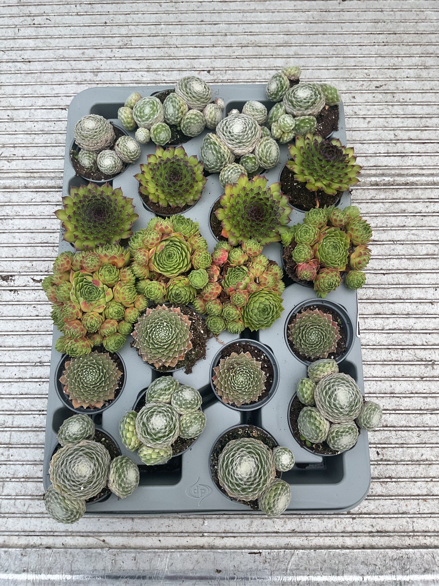 Sempervivum miniplanter mix P6