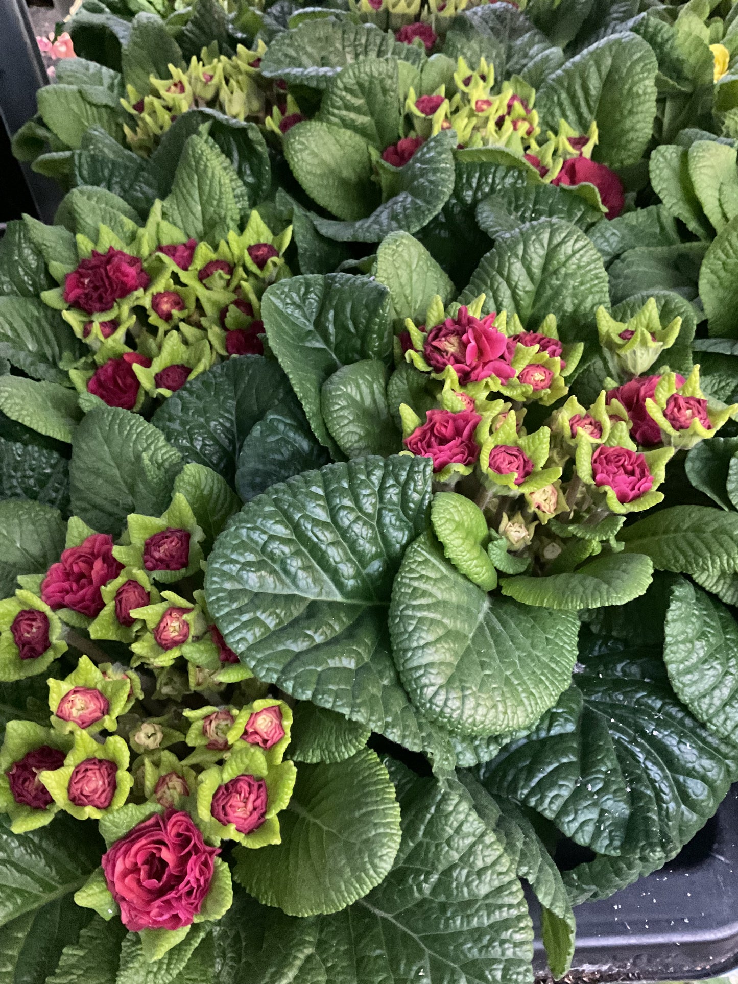 Primula Belarina ‘Carmen’ P13