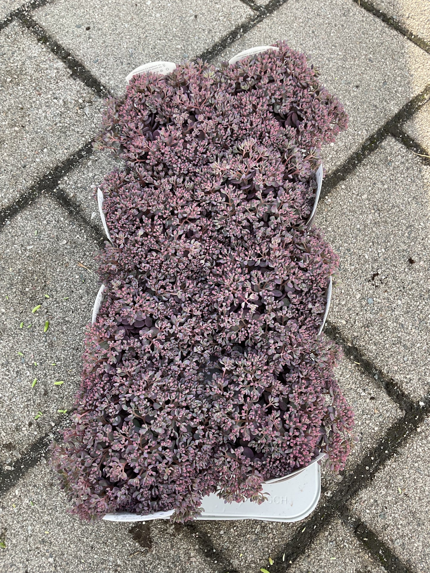 Sedum cauticola ‘Rocky’ P13