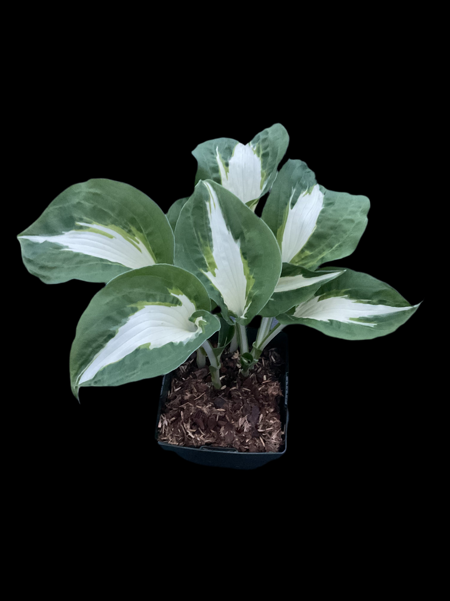 Hosta ‘Night Before Christmas’ P11x11