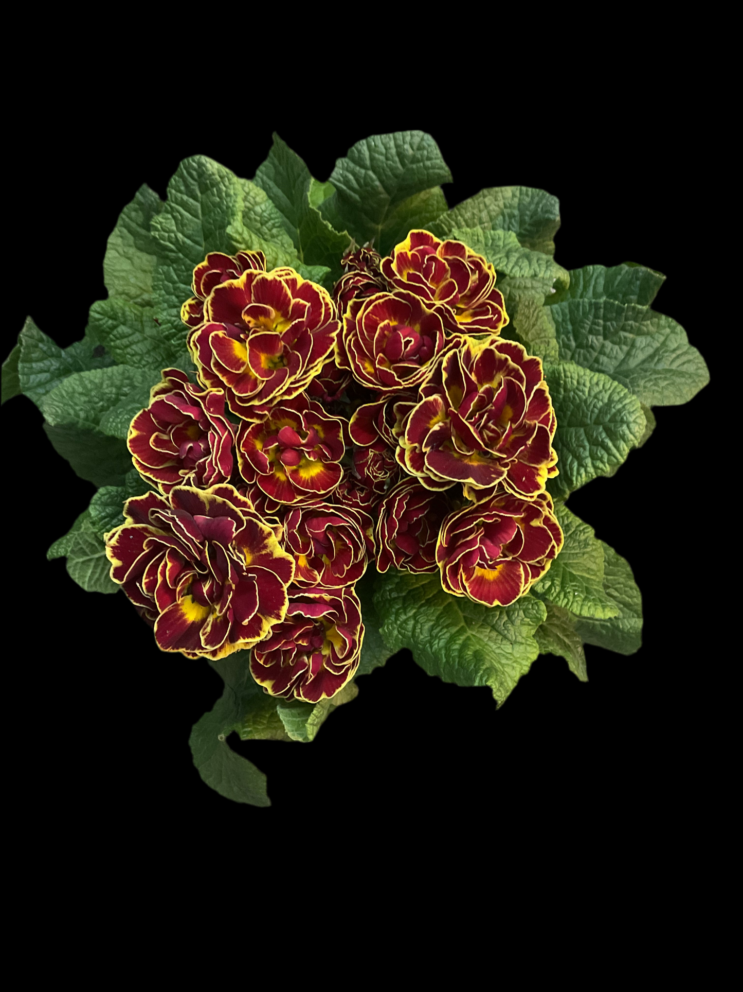 Primula Belarina ‘Maple Sugar’ P13