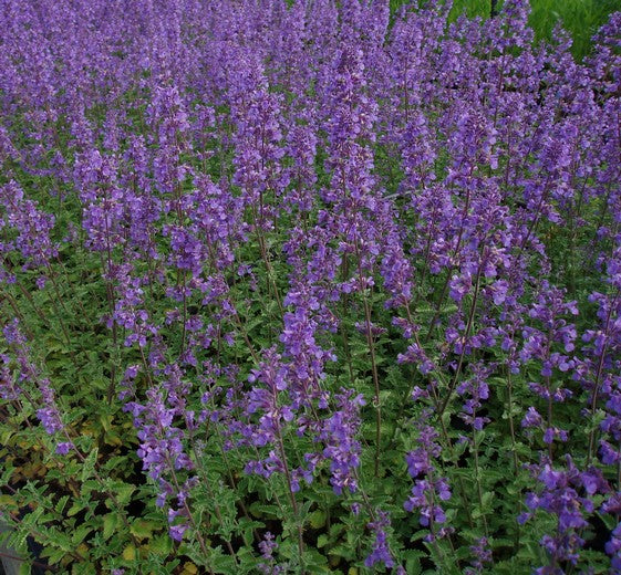Nepeta fassenii ‘Six Hills Giant’ P11