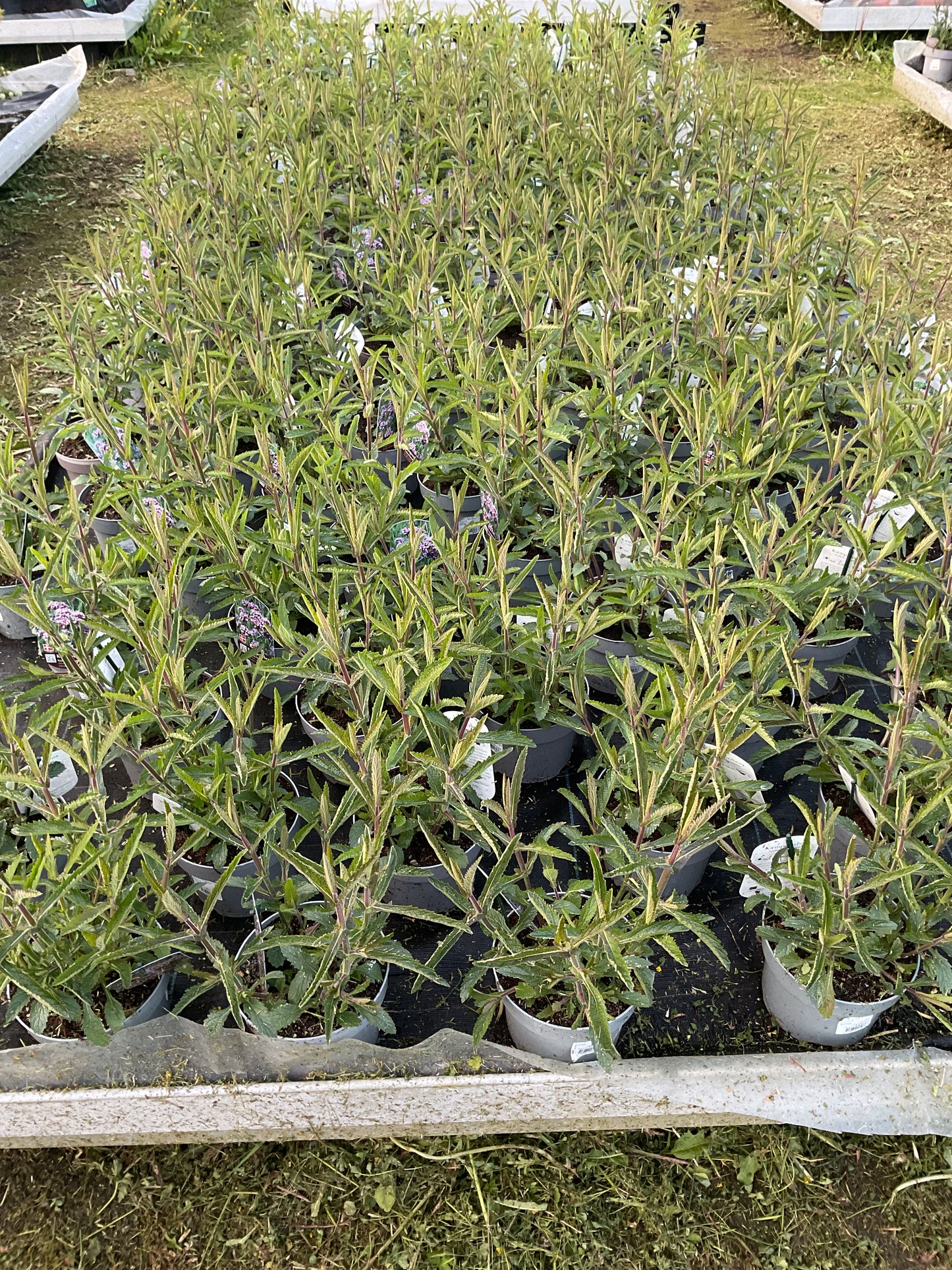 Verbena bonariensis P17