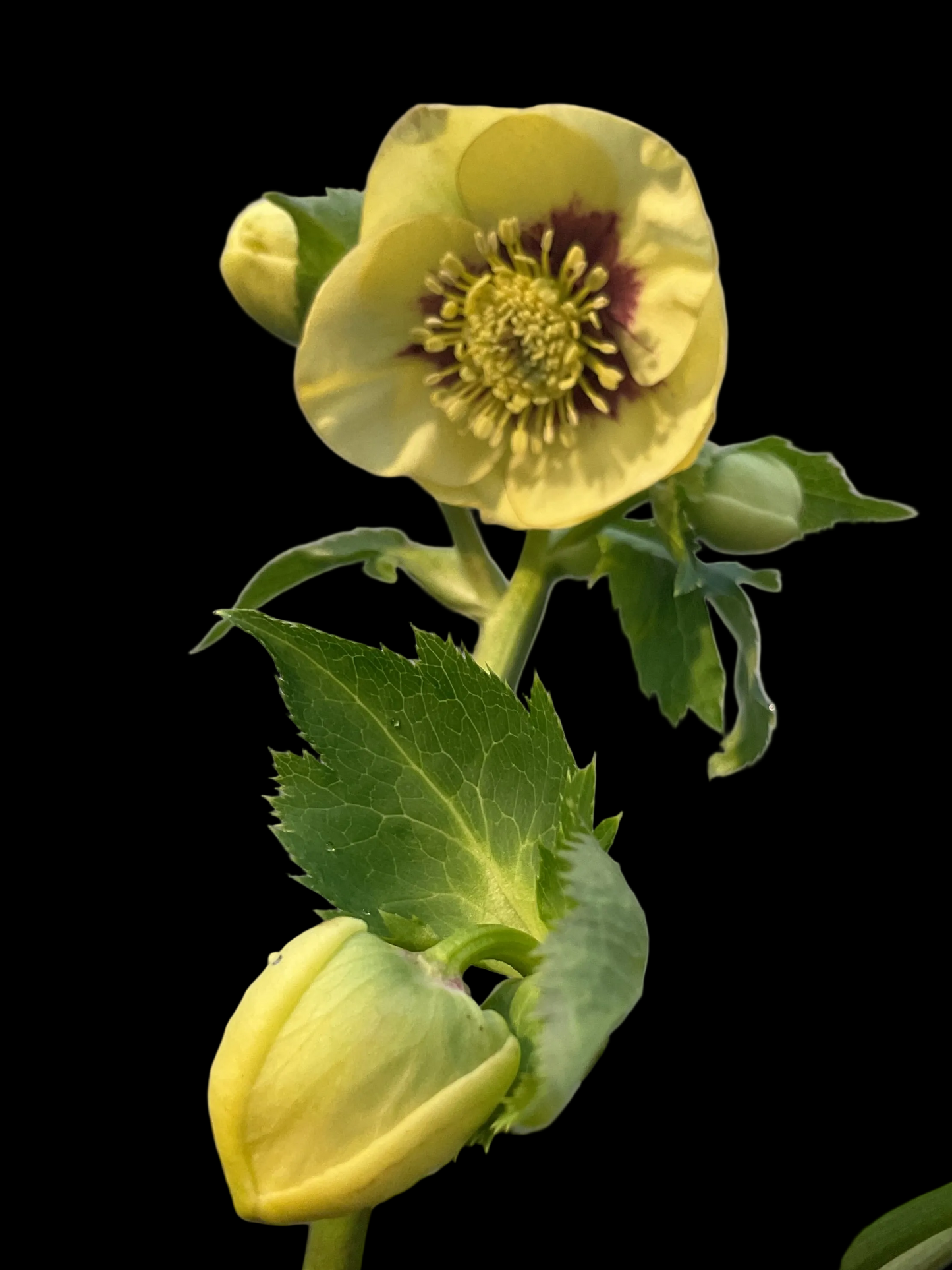 Helleborus orientalis ‘Spanish Flare’ P17