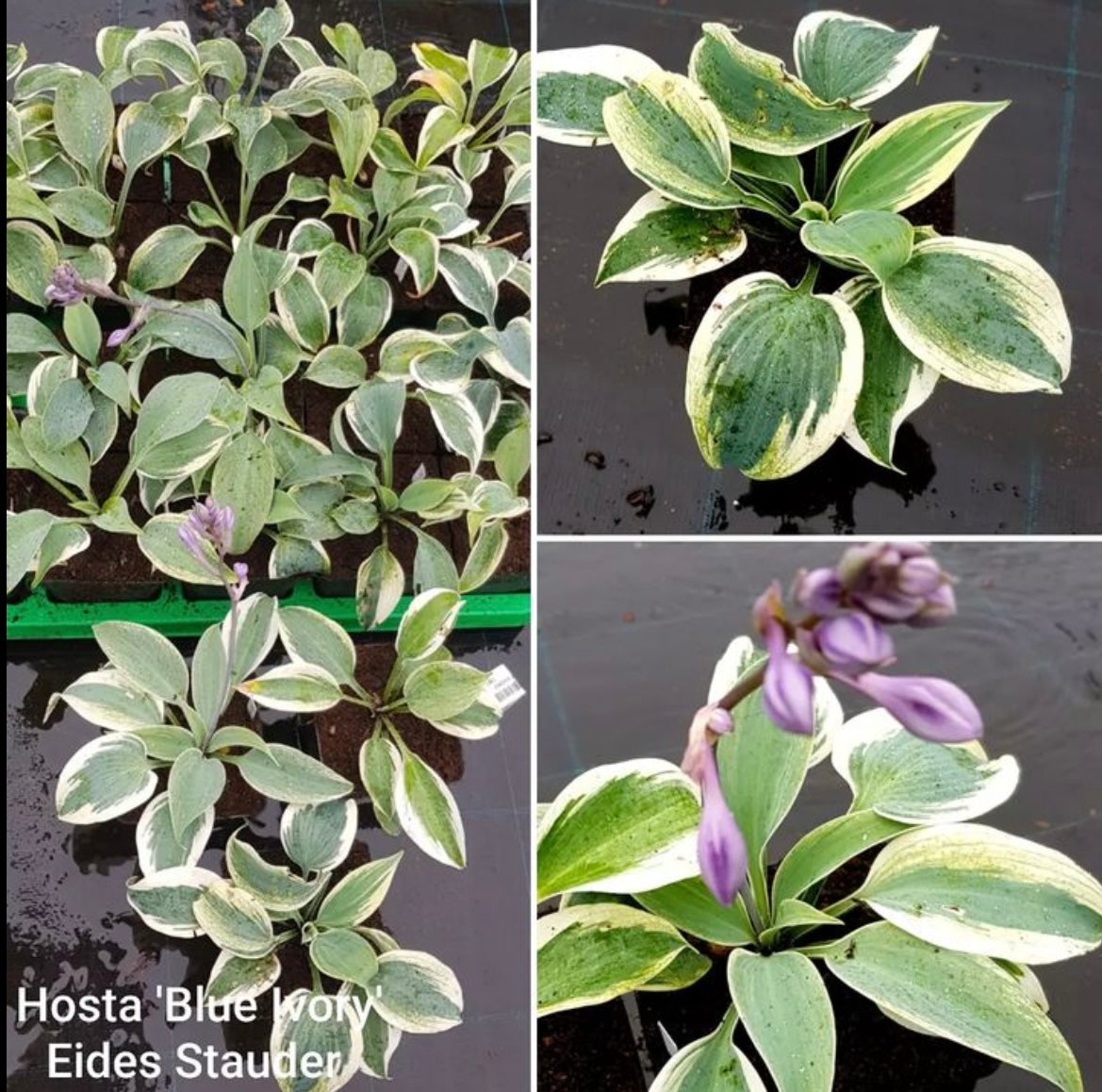 Hosta ‘Blue Ivory’