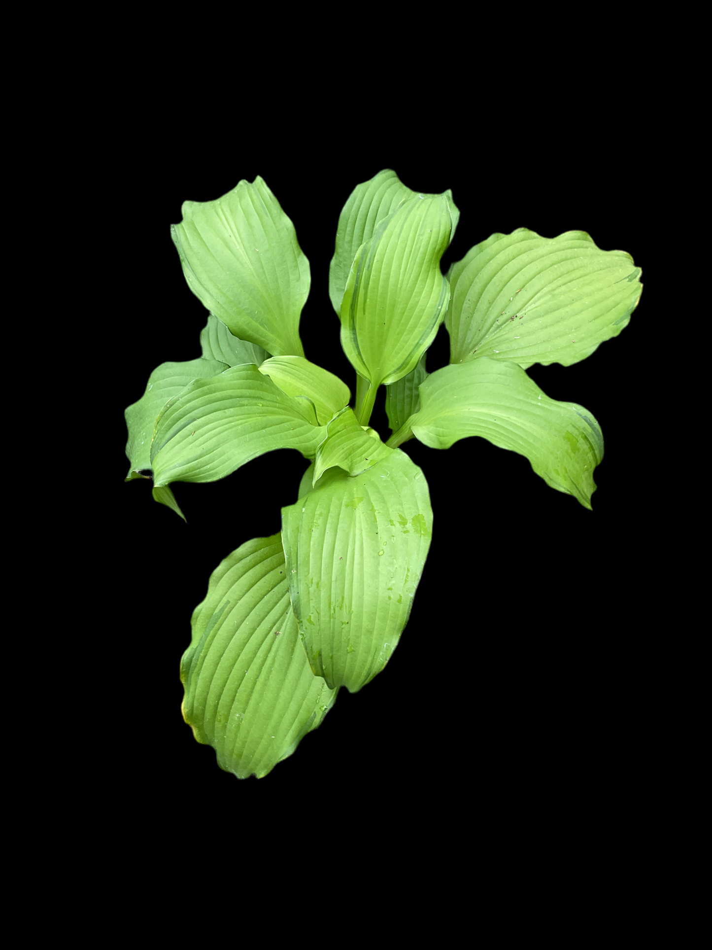Hosta ‘First Dance’ P15