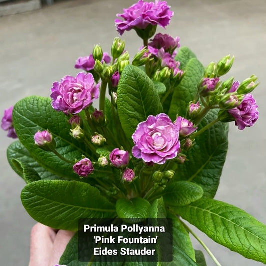 Primula Pollyanna ‘Pink Fountain’