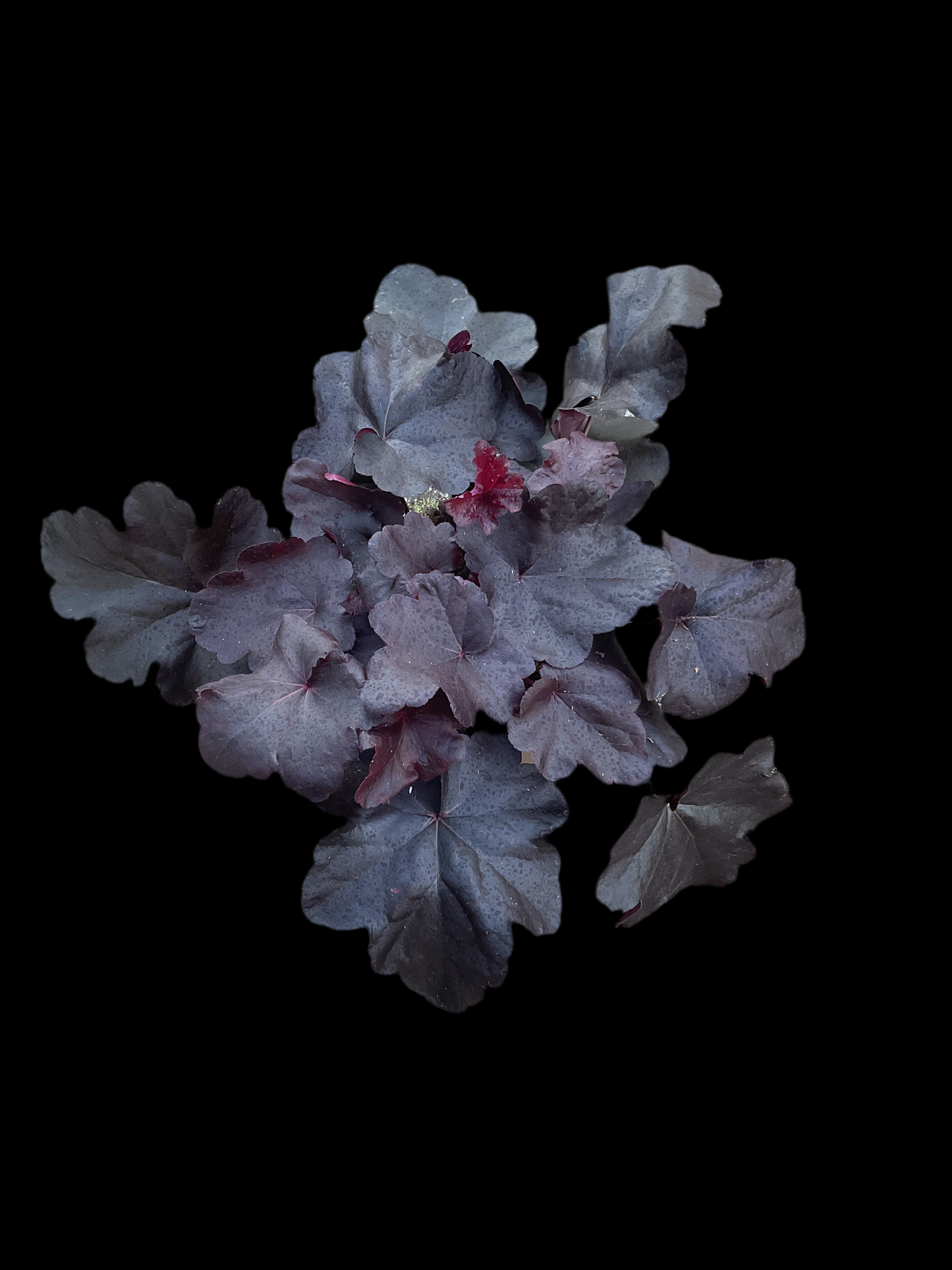 Heuchera ‘Obsidian’ P15