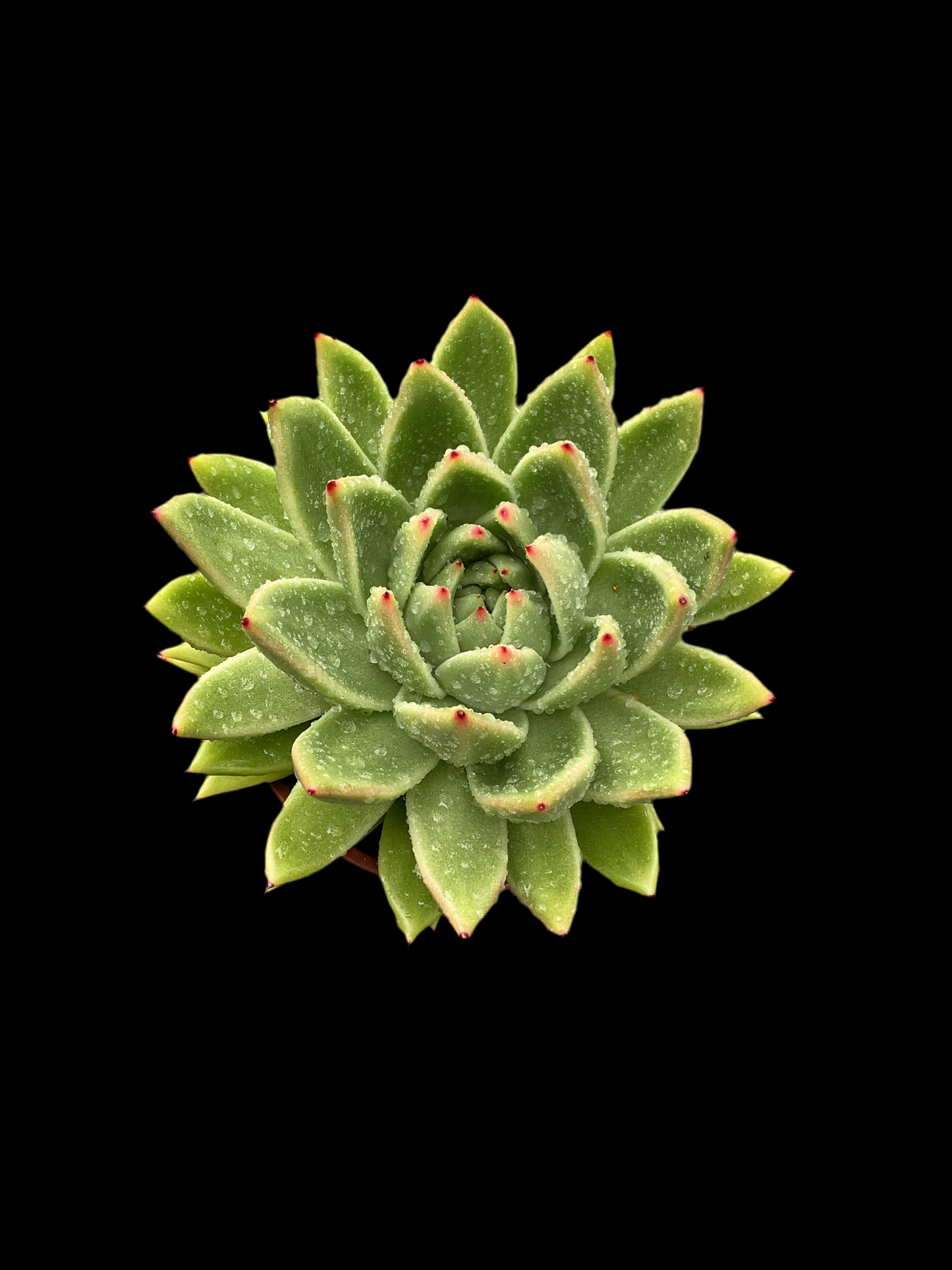 Echeveria agavoides ‘Miranda’ P12
