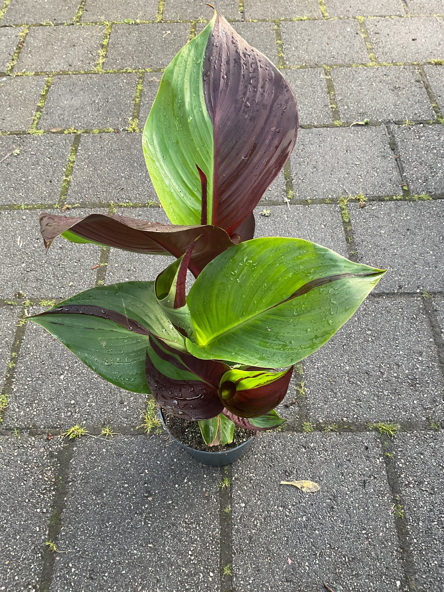 Canna Cleopatra’P21