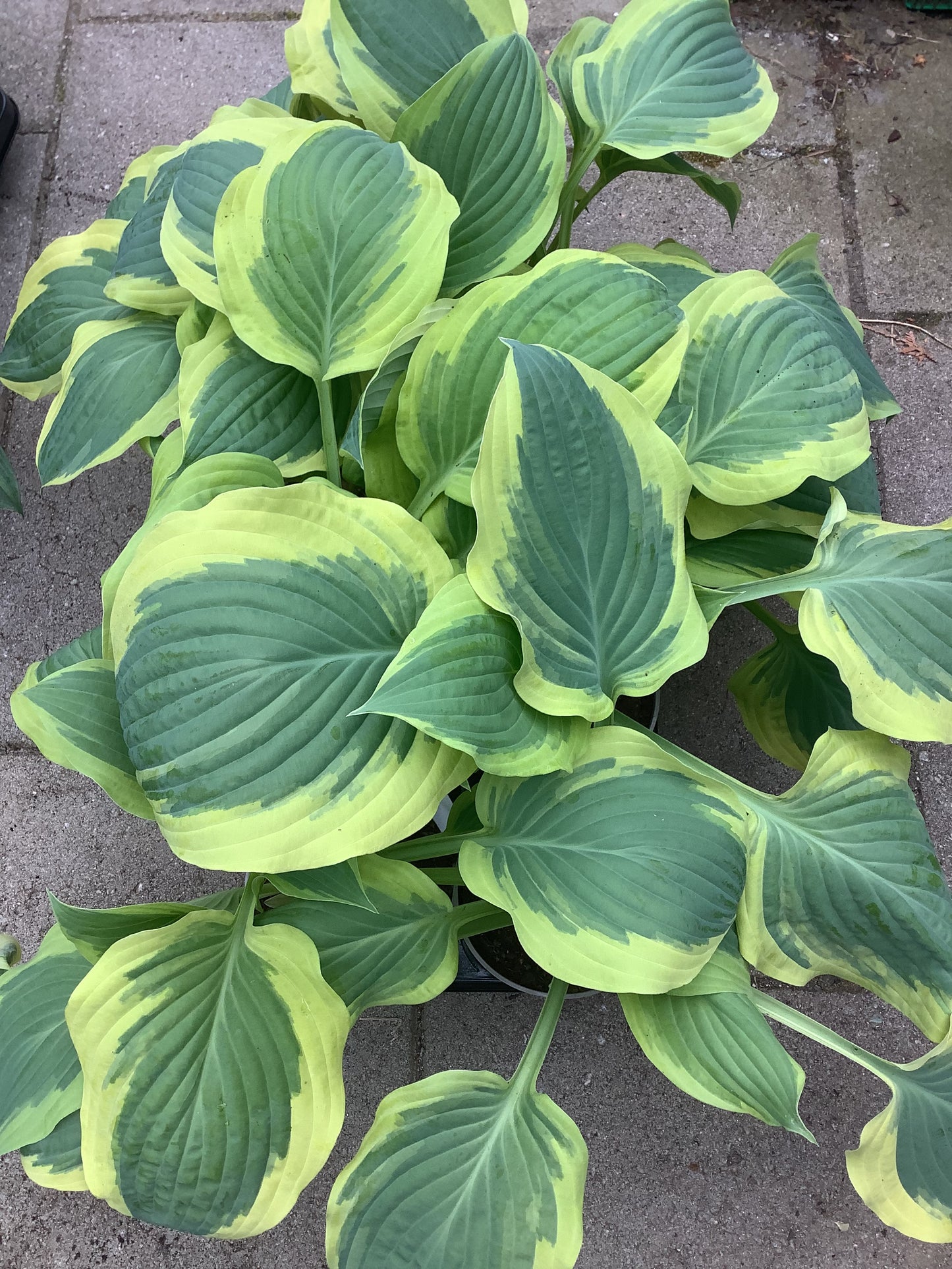 Hosta ‘Strawberry Surprise’ P15