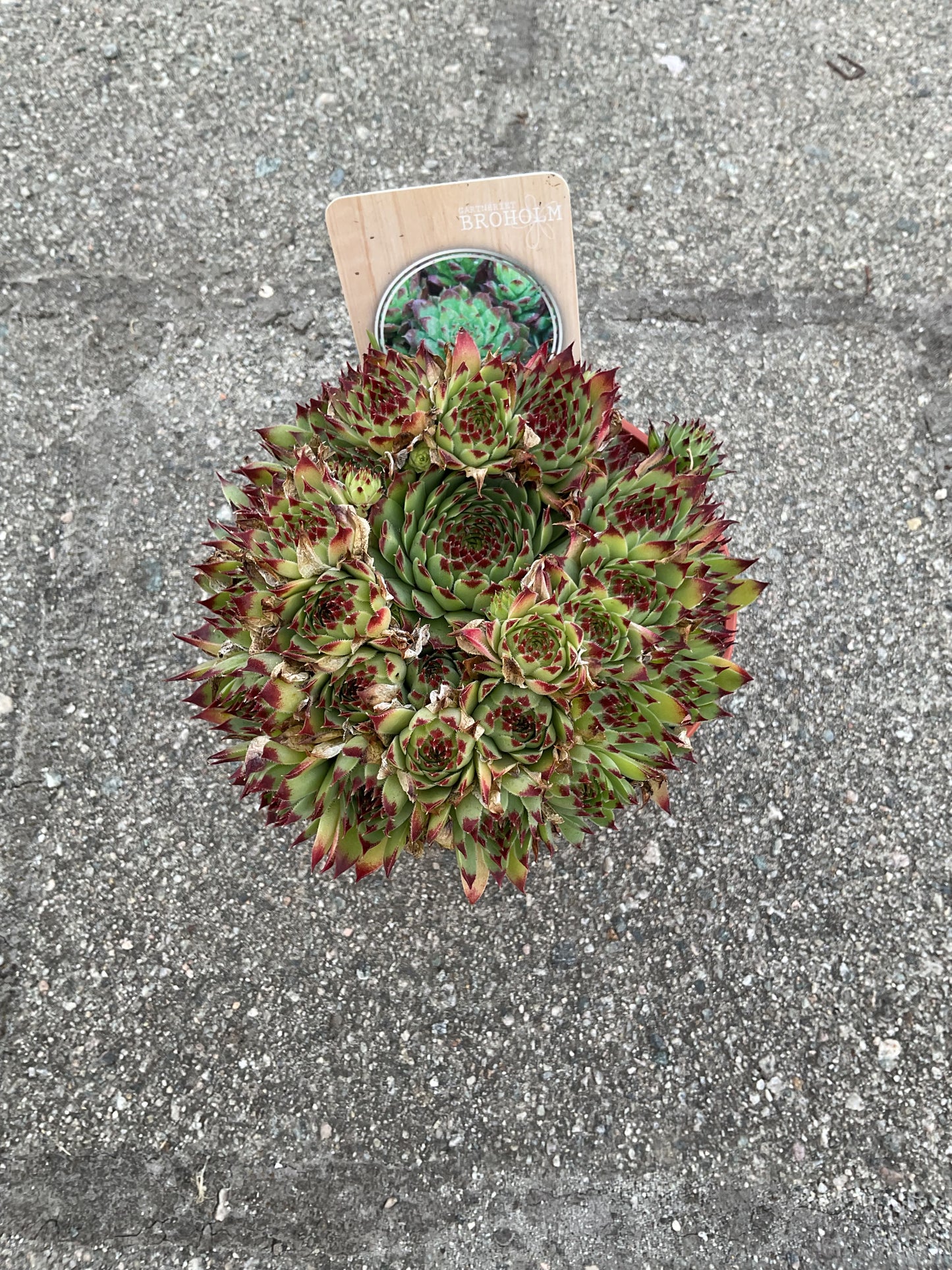 Sempervivum hyb. ‘Bicolor’ P11
