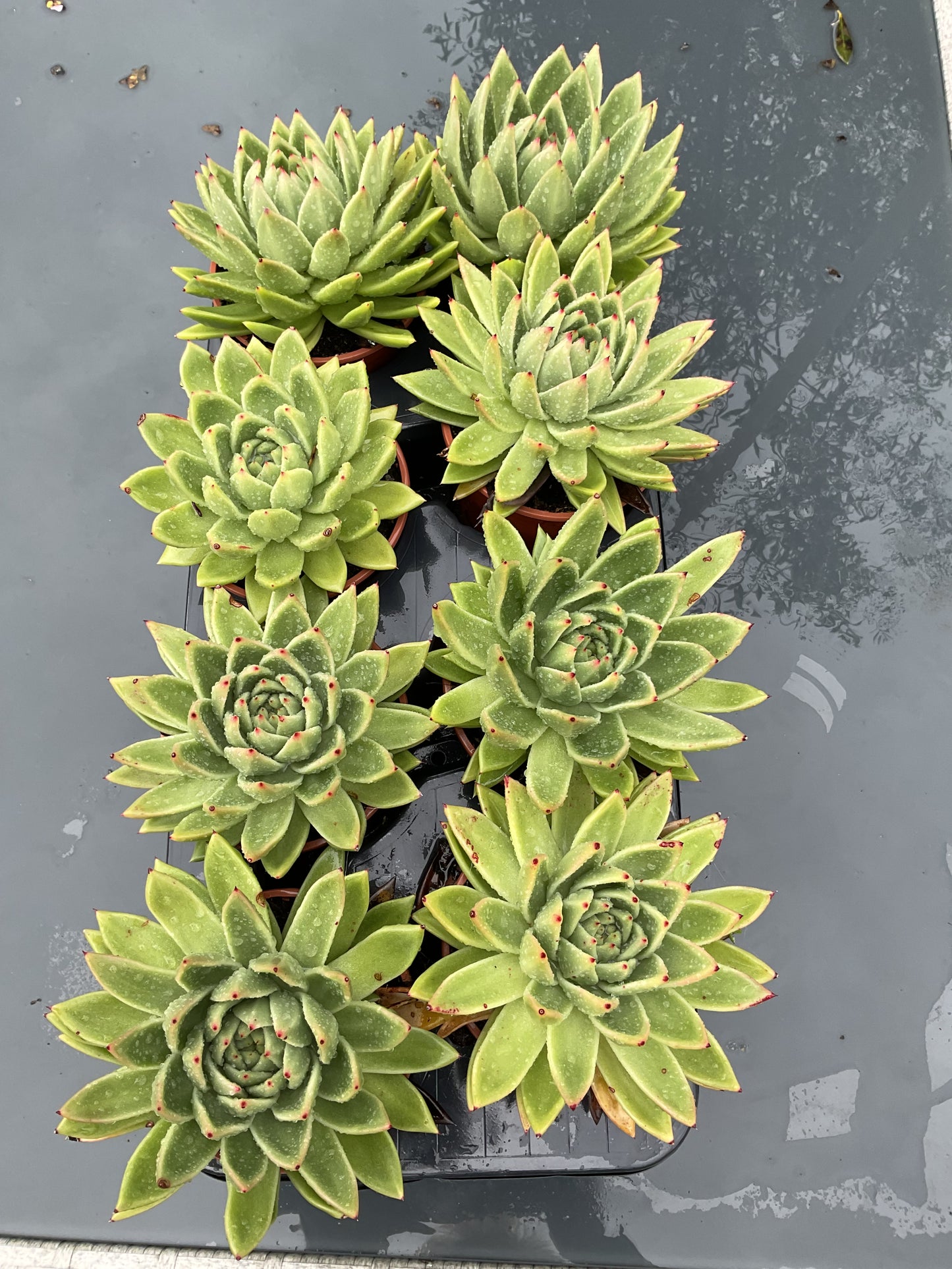 Echeveria agavoides ‘Miranda’ P12