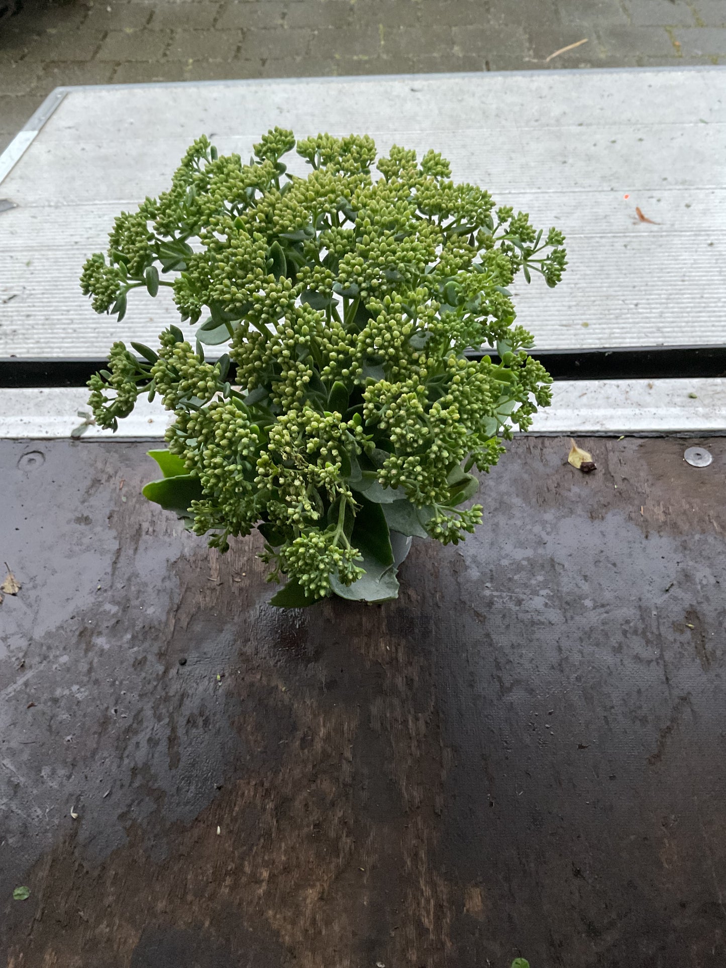 Sedum telephium ‘Herbstfreude’ P13