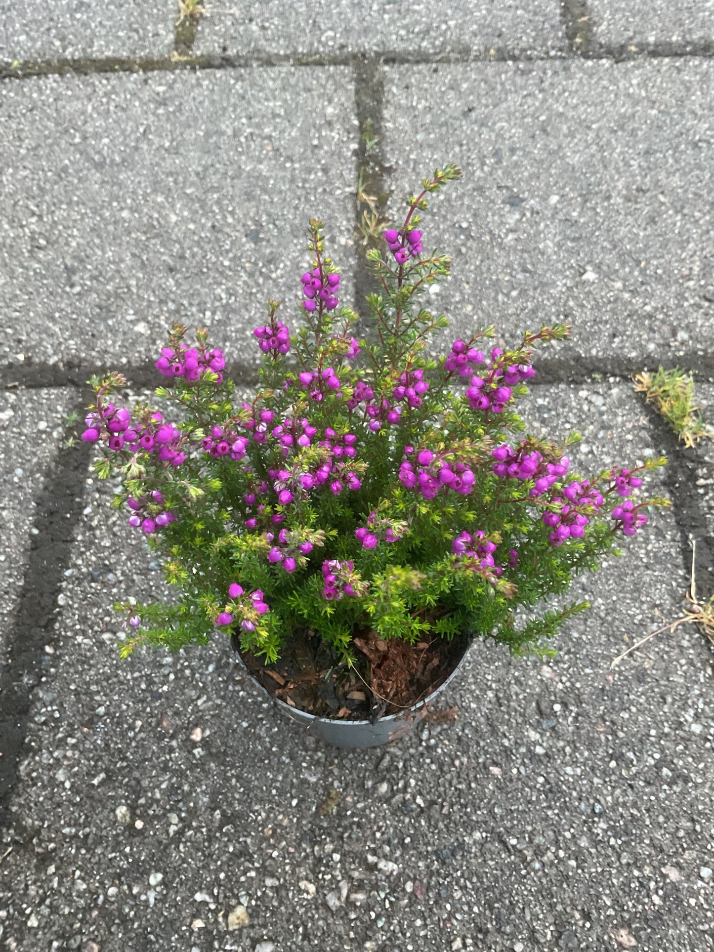 Erica cinerea Lilla P9
