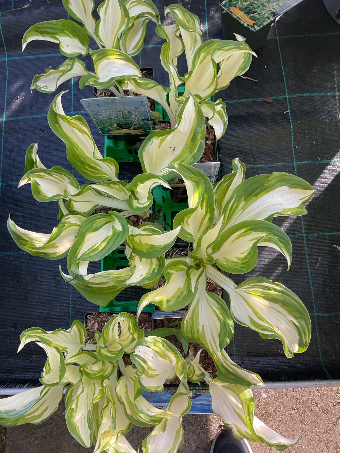 Hosta ‘Undulata Mediovariegata’