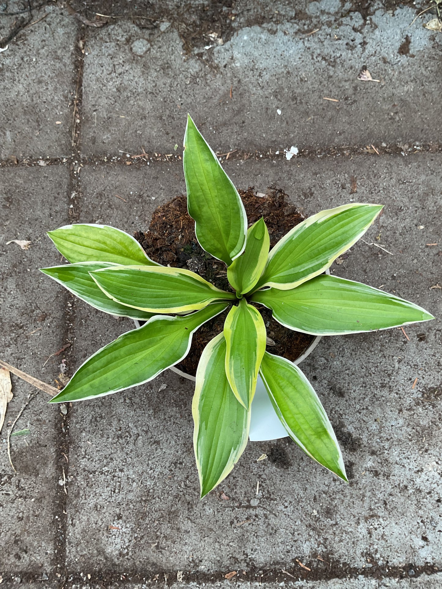 Hosta ‘Lakeside Cranberry Relish’ P15