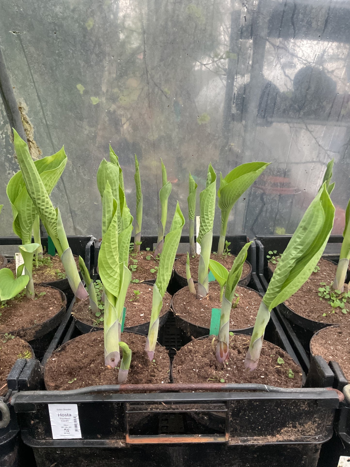 Hosta ‘Fourteen Carats’ P17