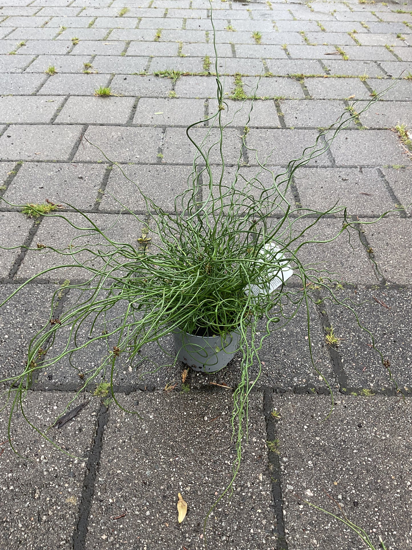 Juncus effusus f. Spiralis P17