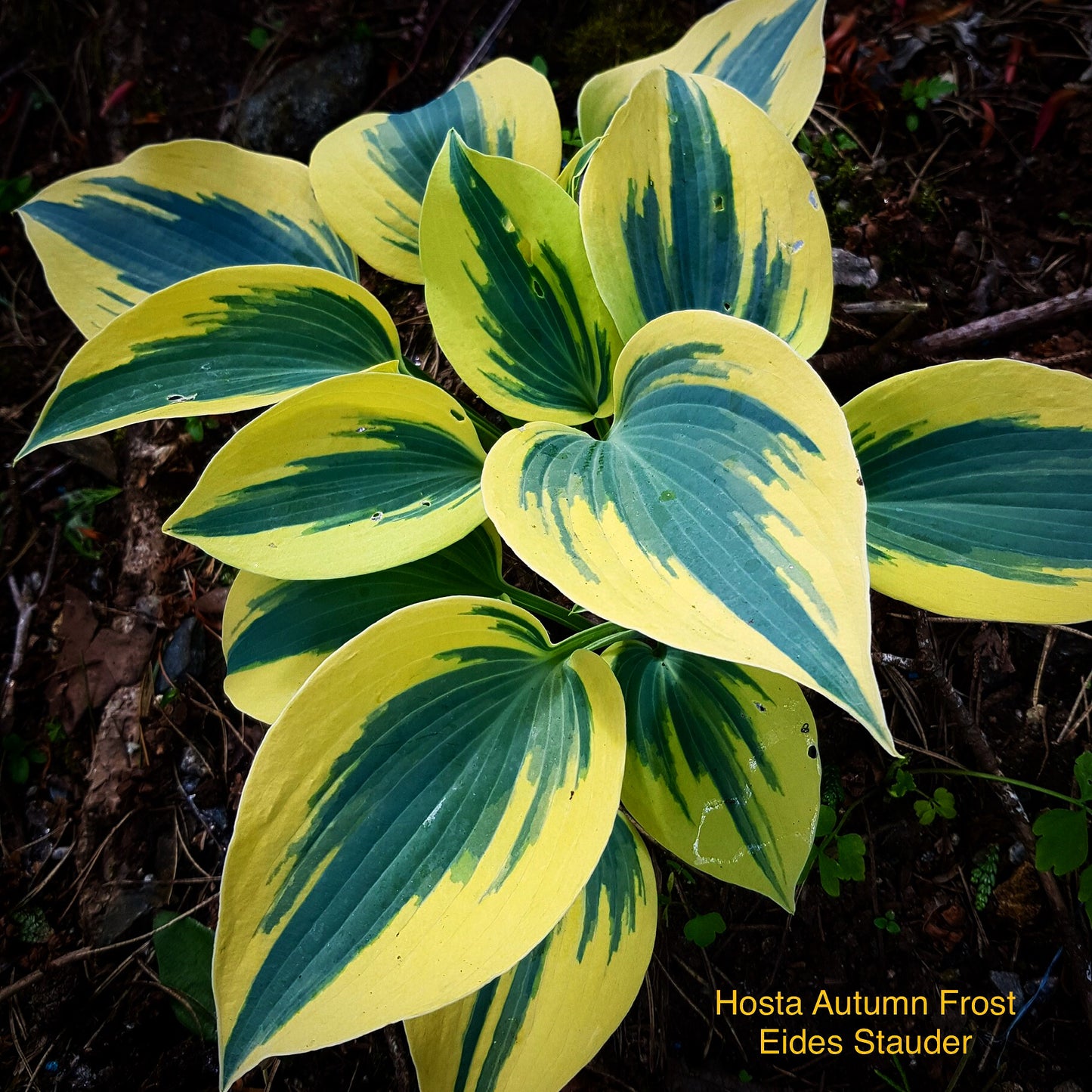 Hosta ‘Autumn Frost’ P15