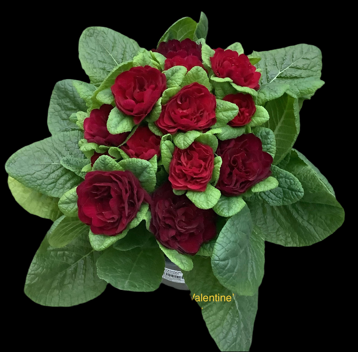 Primula Belarina ‘Valentine’