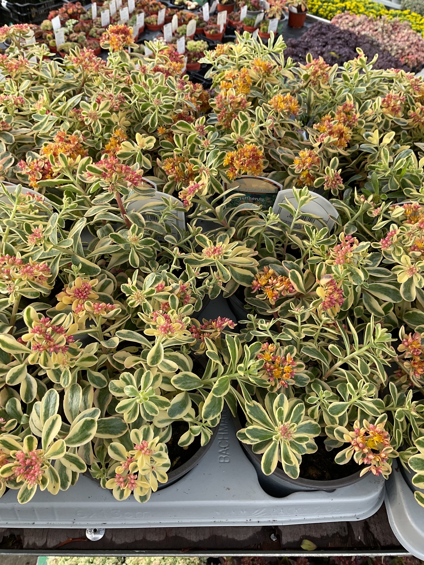 Sedum kamtschaticum ‘Variegatum’ p13