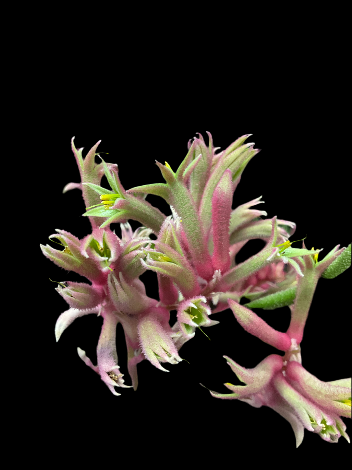 Anigozanthos ‘Beauty Pink’ P12