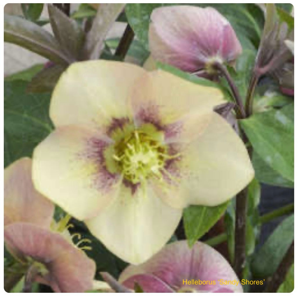 Helleborus orientalis ‘Sandy Shores’ P17