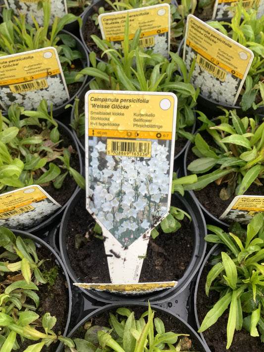 Campanula persicifolia ‘Weisse Glöcke’