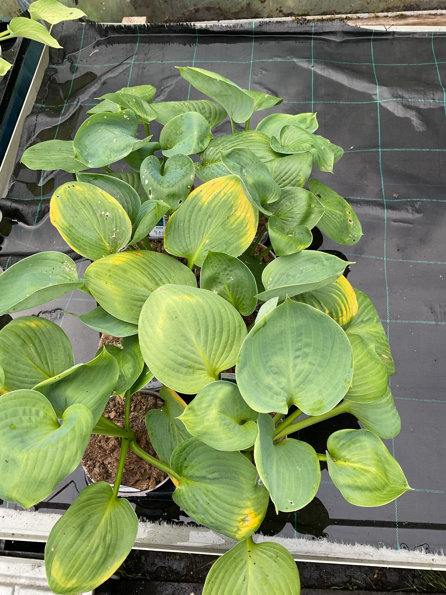 Hosta ‘Black Beauty’ P15