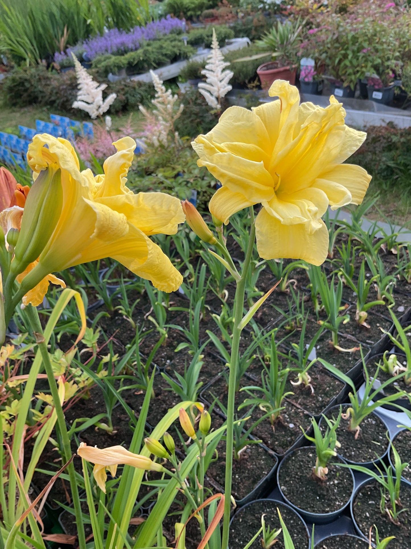 Hemerocallis ‘Double River Wye’ P11x11