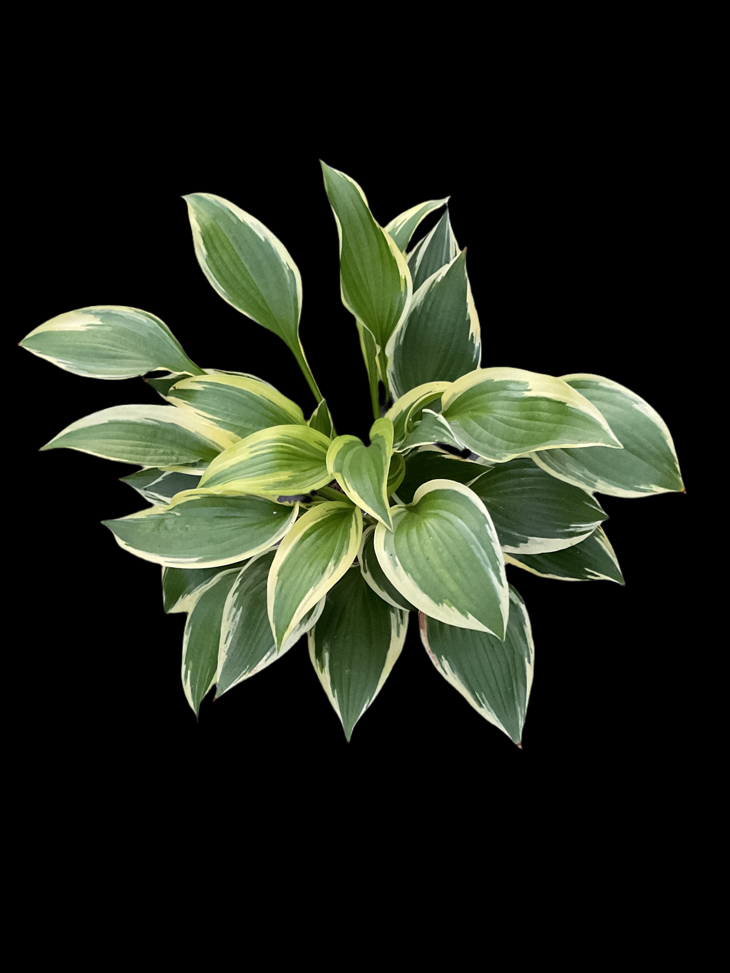 Hosta ‘Red Hot Poker’ P15