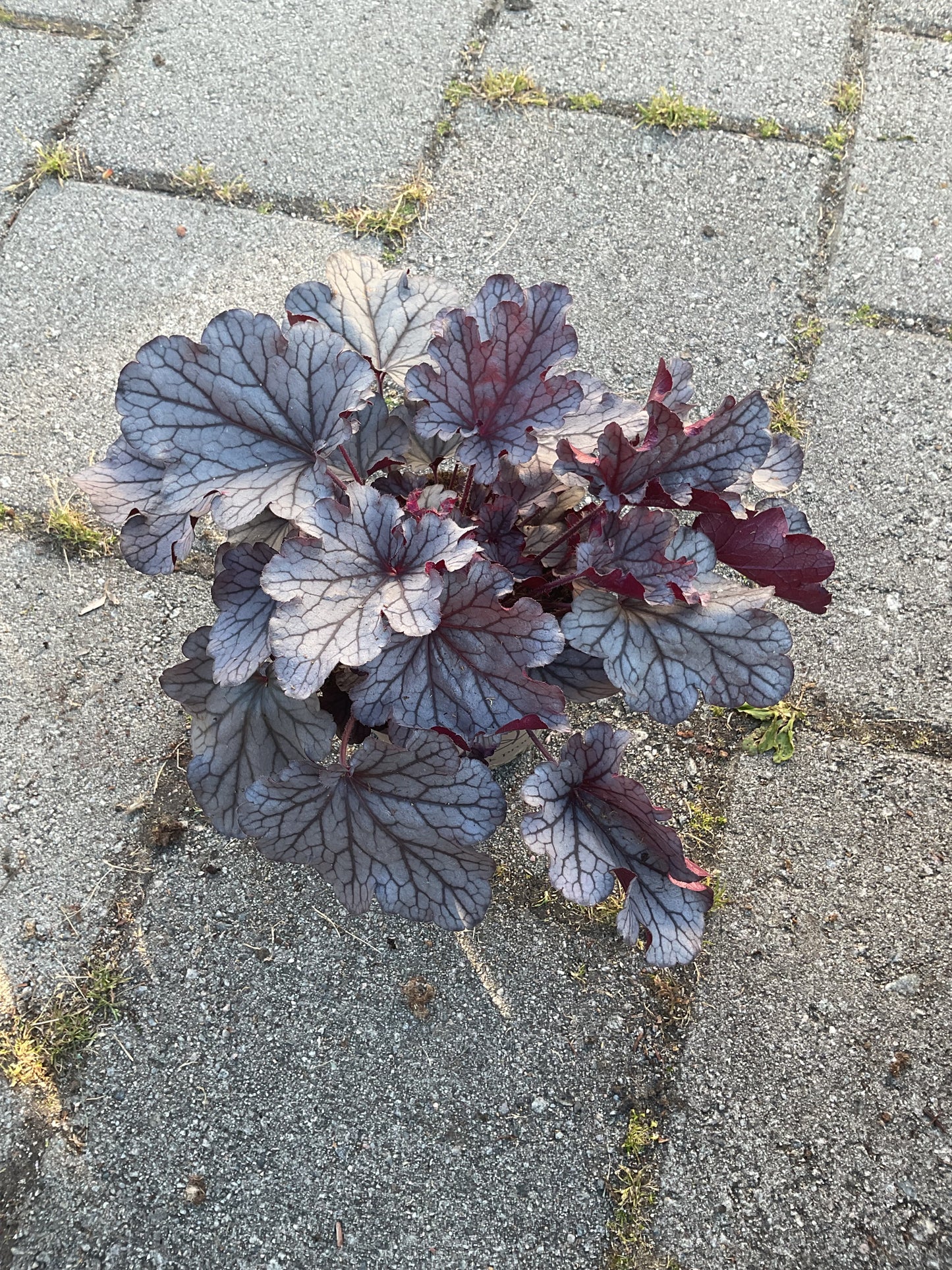 Heuchera ‘Huckleberry’ P15