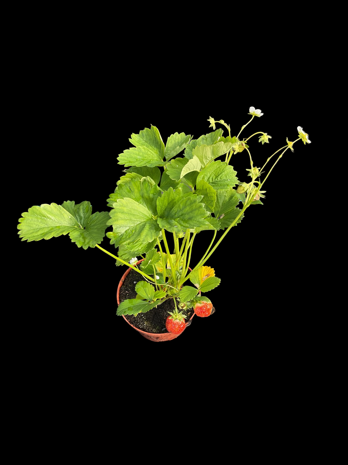 Jordbær ‘Korona’ 6 stk planter i 12 cm potter