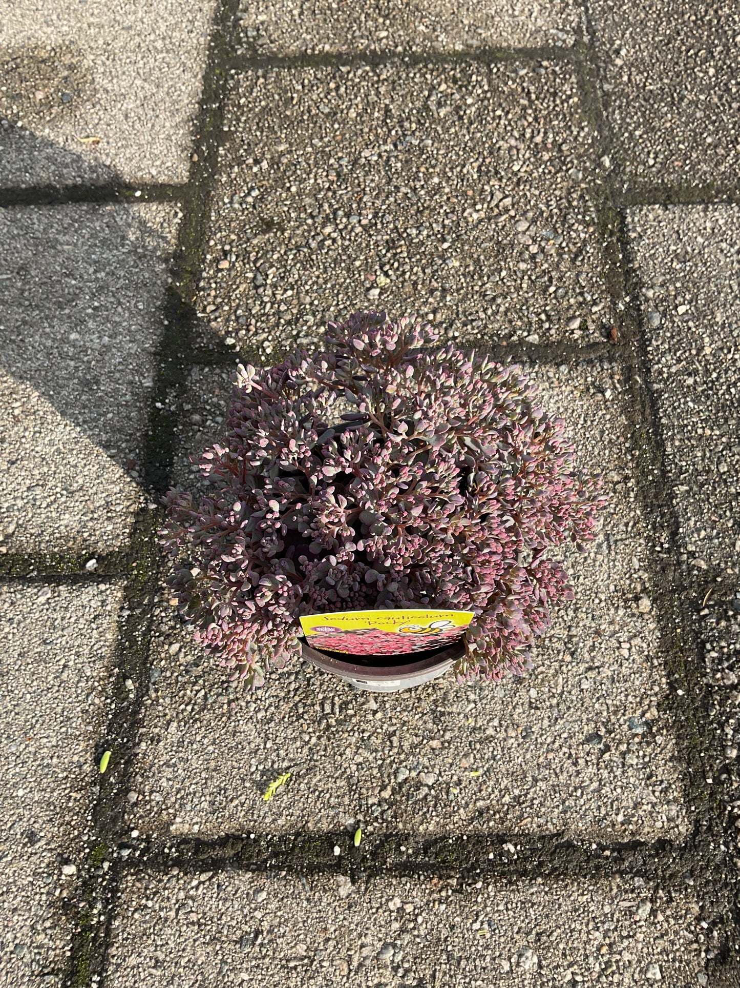 Sedum cauticola ‘Rocky’ P13