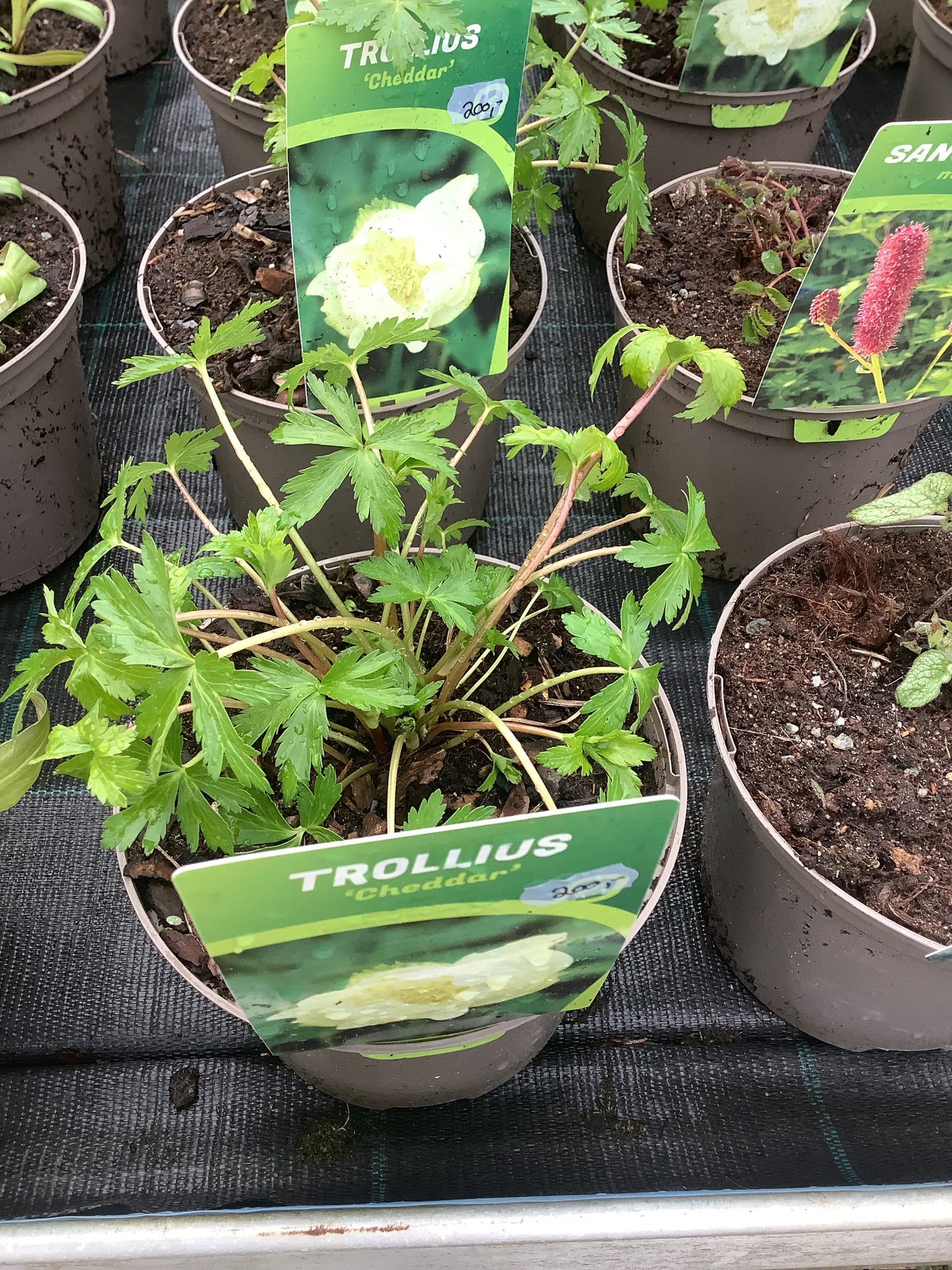 Trollius hybrid ‘Cheddar’ P17