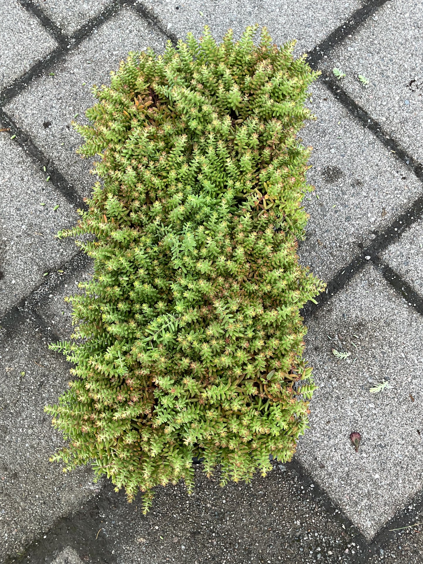 Sedum album ‘Coral Carpet’ P13
