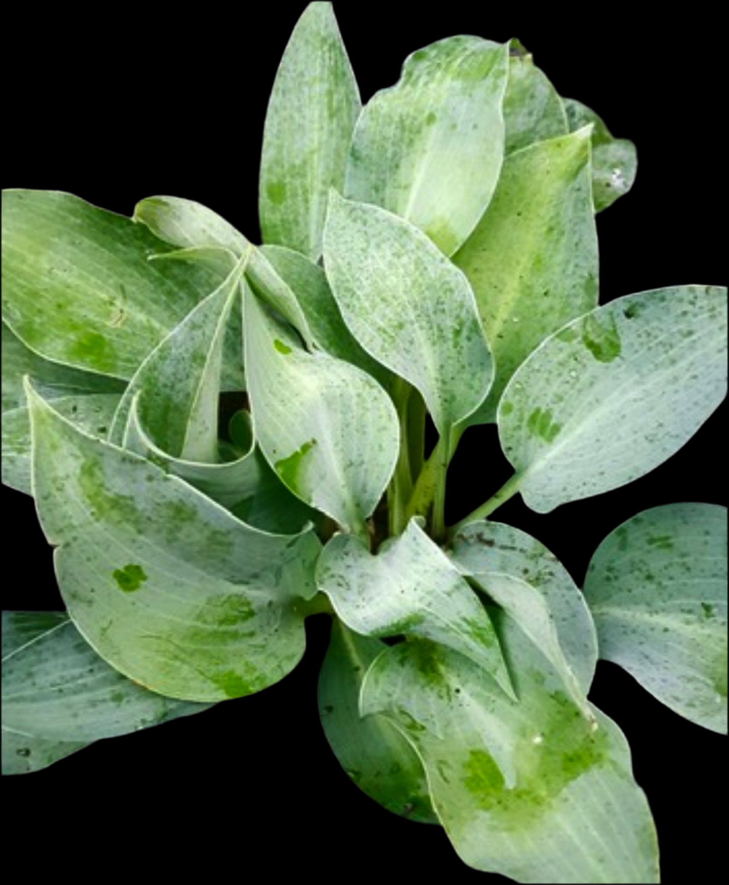 Hosta ‘Silvery Slugproof’
