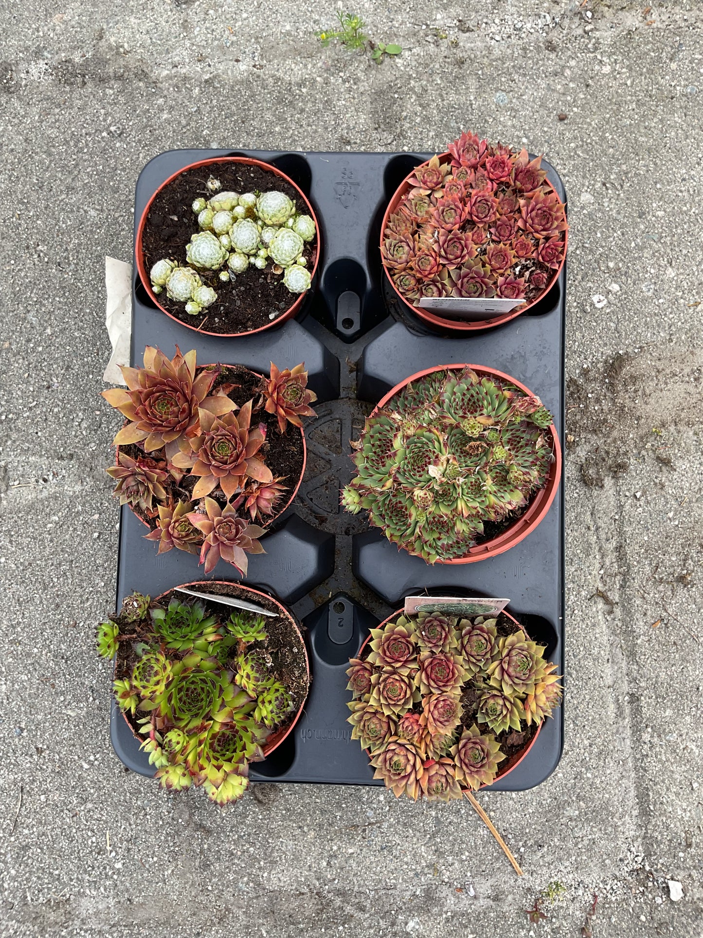 Sempervivum Kolleksjon 6 stk ulike sorter.