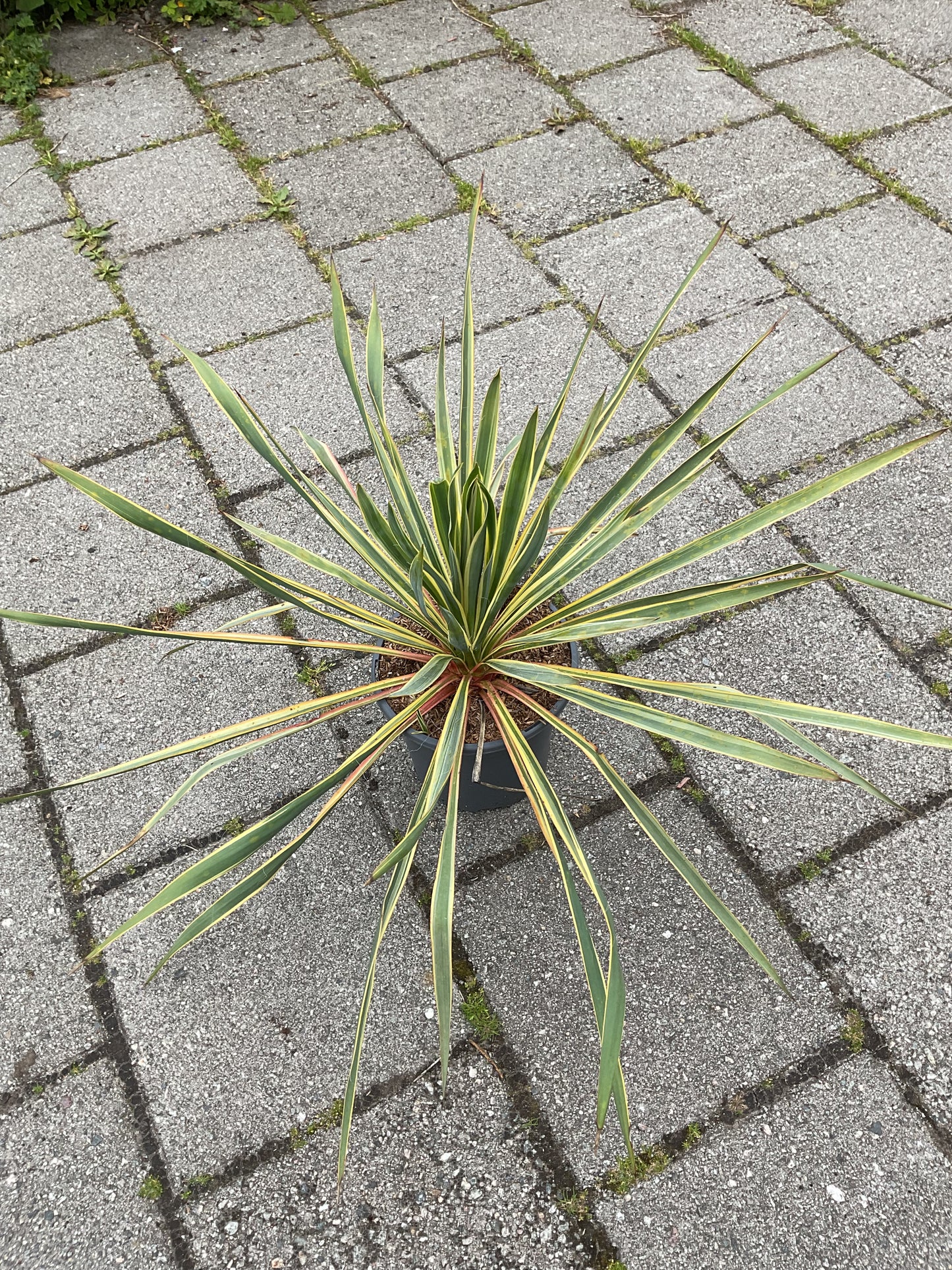 Yucca filamentosa ‘Bright Edge’ 3,5 ltr