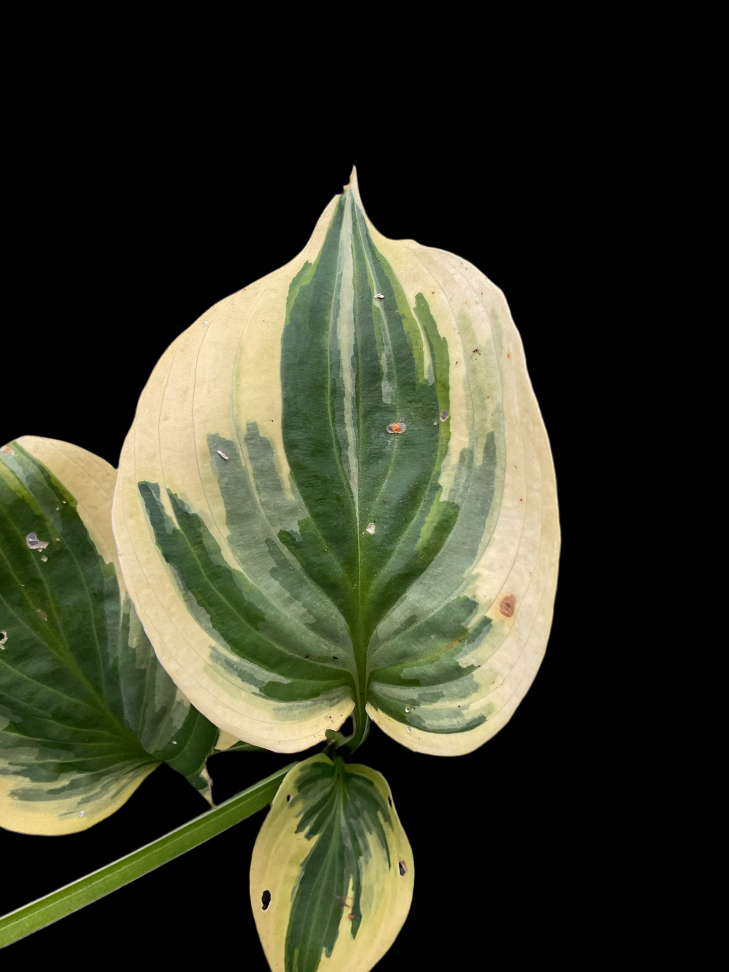 Hosta ‘Broadway’ P15