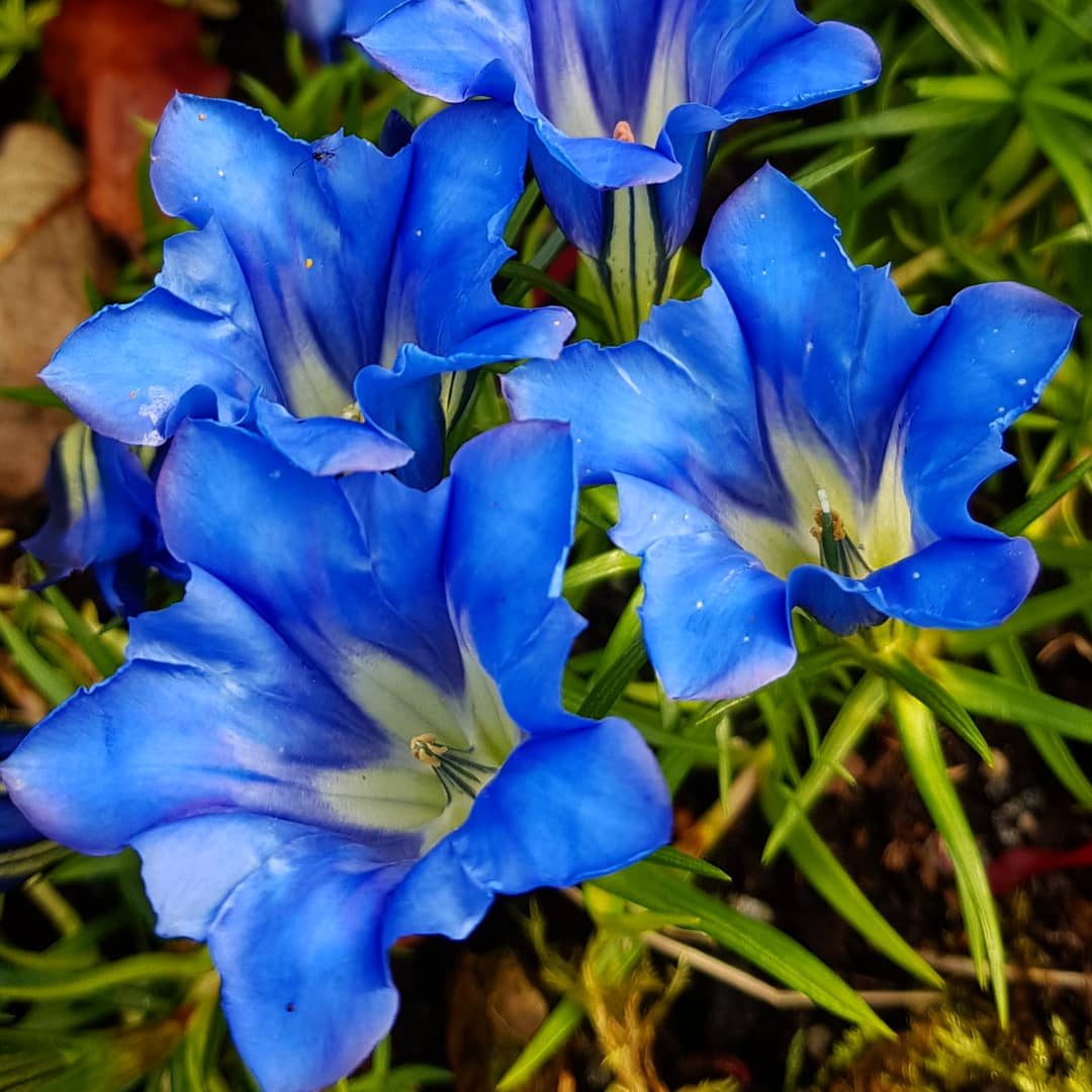 Gentiana sino-ornata ‘Borge’ P 9x9 cm