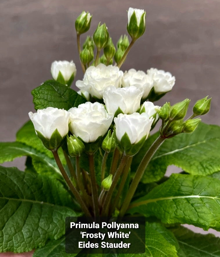 Primula Pollyanna ‘Frosty White’