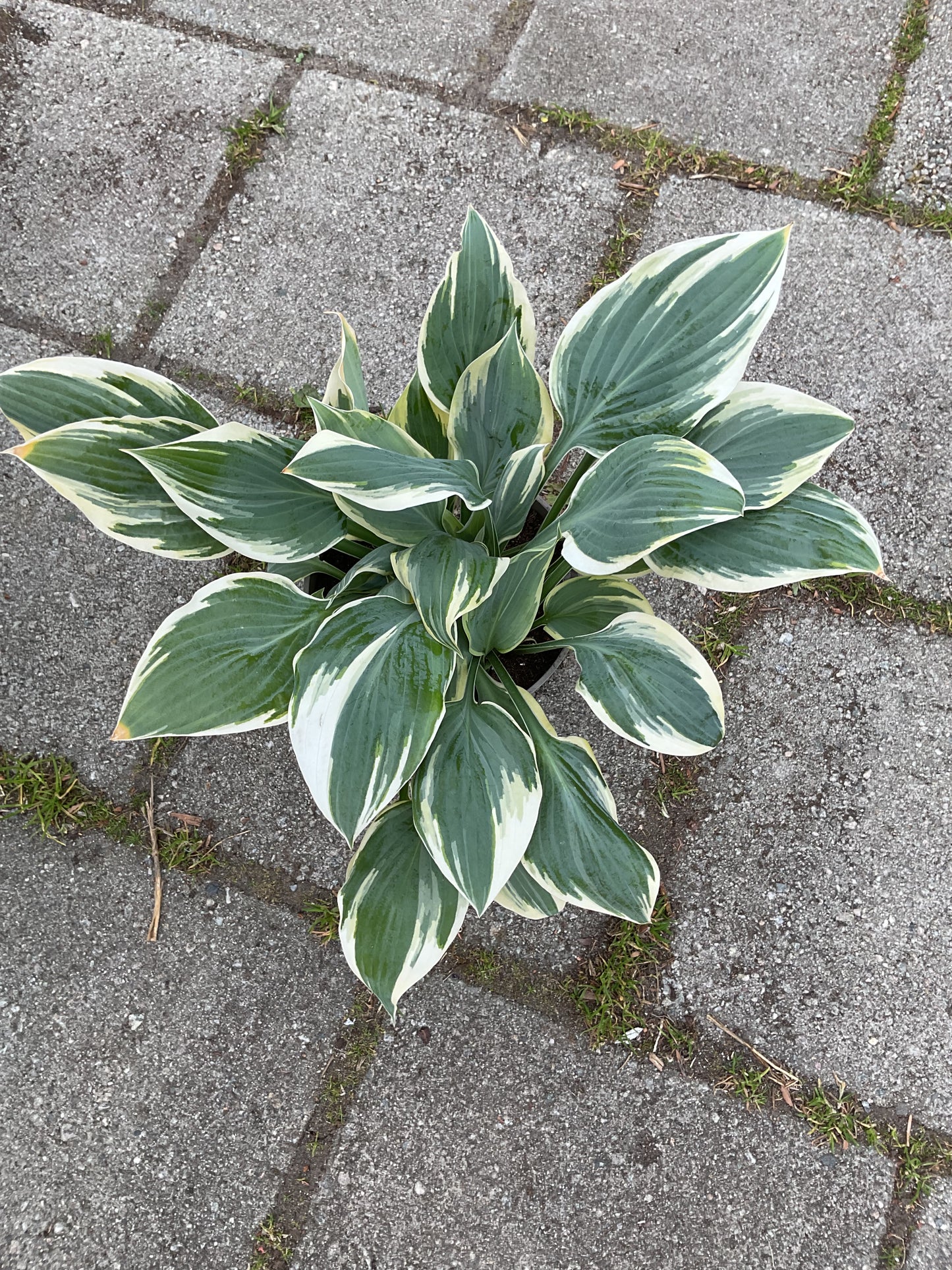 Hosta ‘Poker’