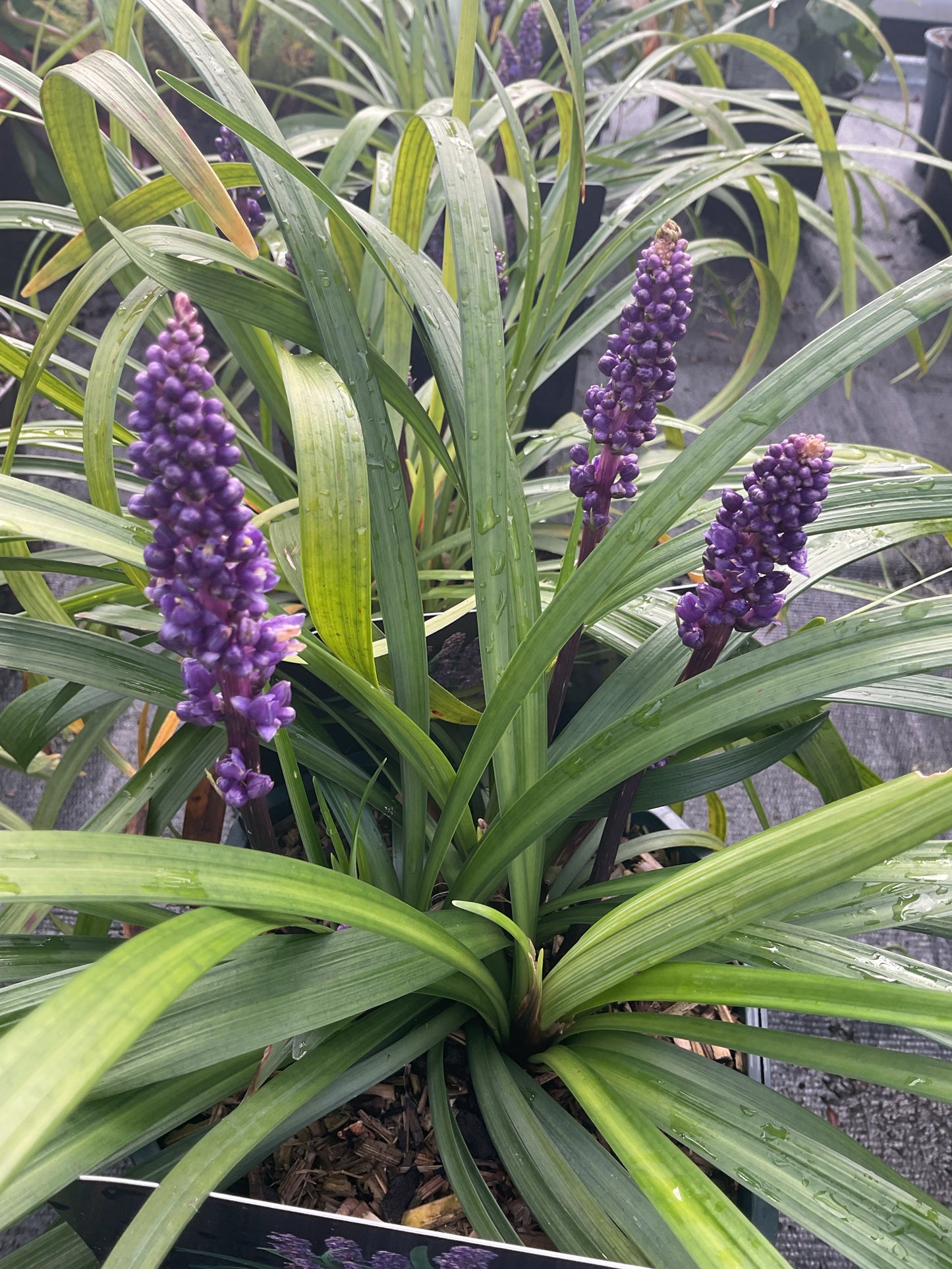 Liriope muscari ‘Royal Purple’ P17