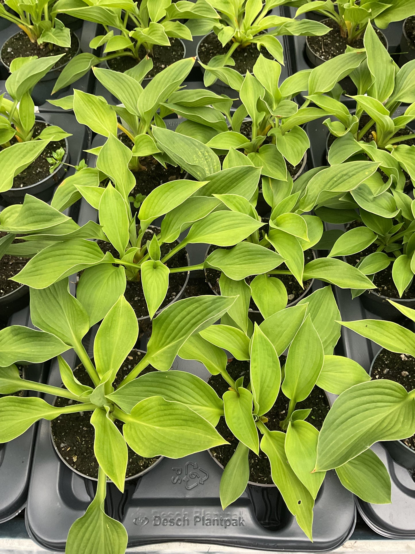 Hosta ‘Green Bag’ P12