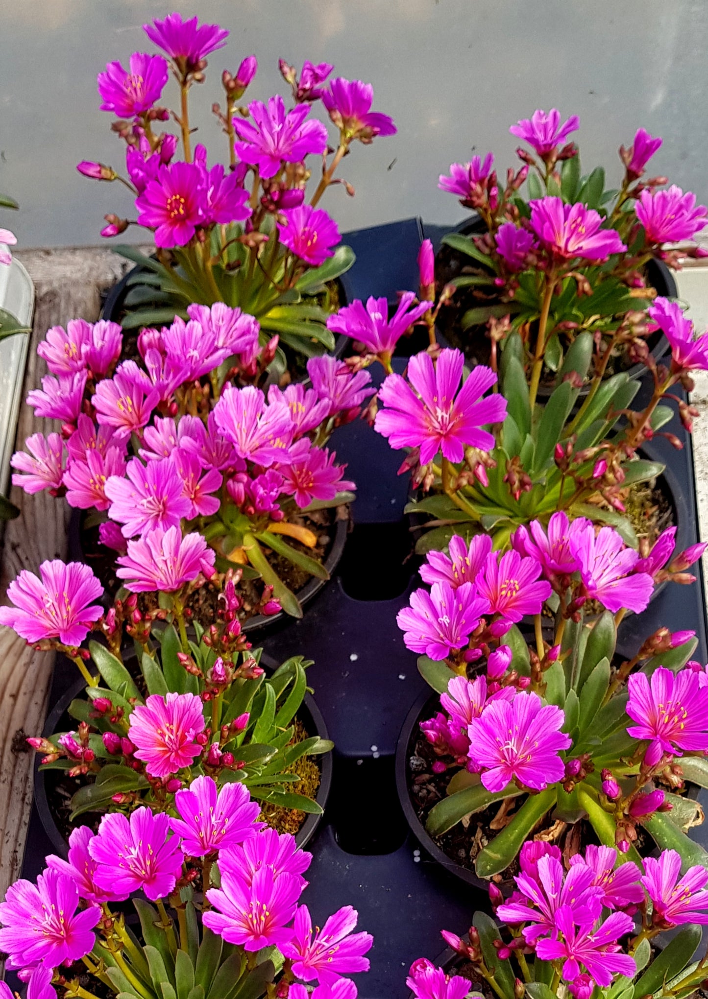 Lewisia longipetala ‘Little Raspberry’