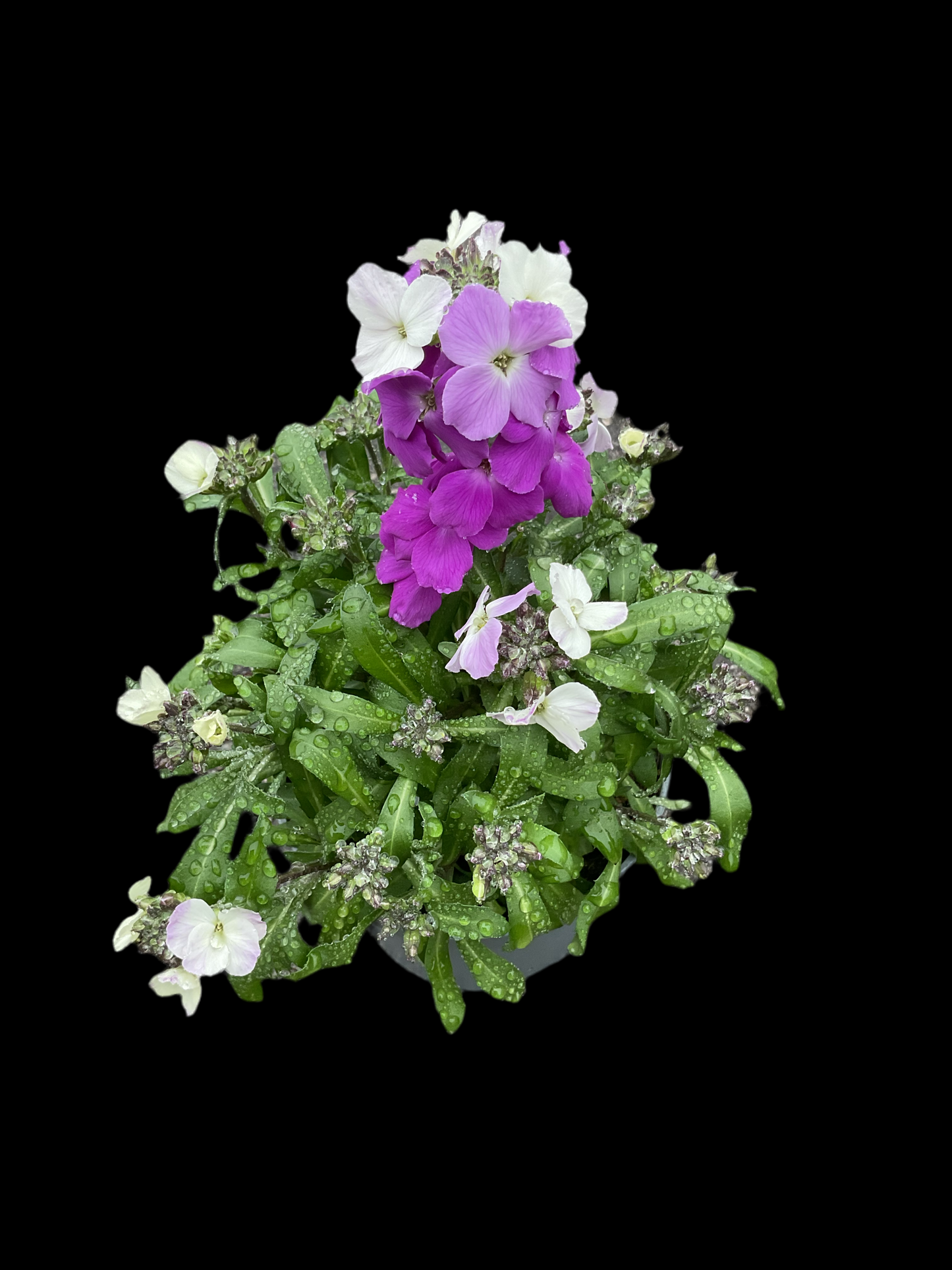Erysimum cheiri P12