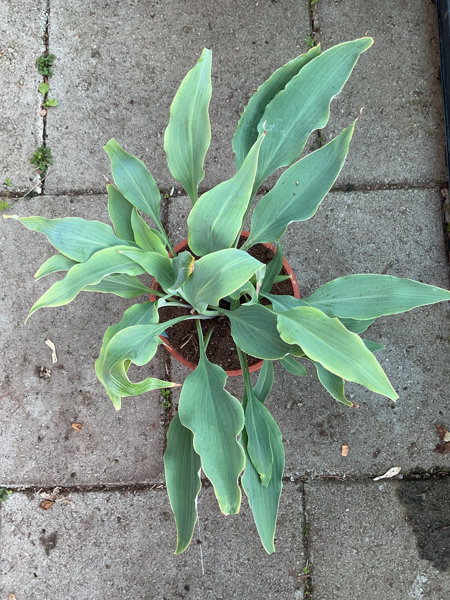 Hosta ‘Neptune’