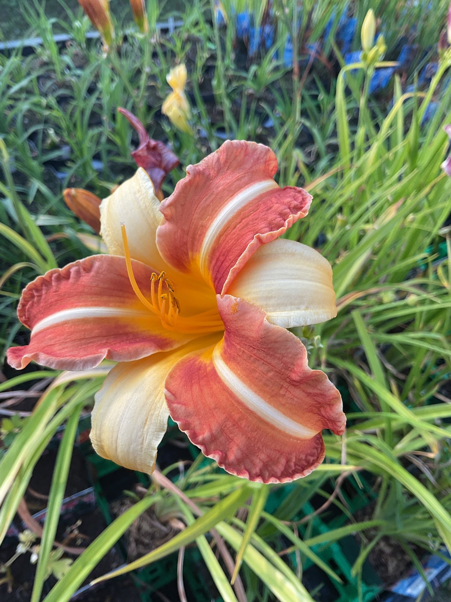 Hemerocallis ‘Frans Hals’